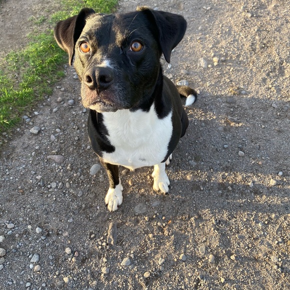 Meet your Posher, Remy - Picture 4 of 7